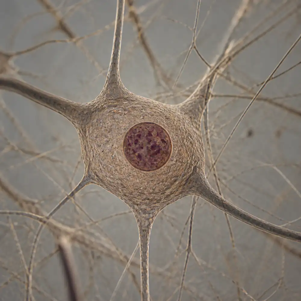 neuron stavba
