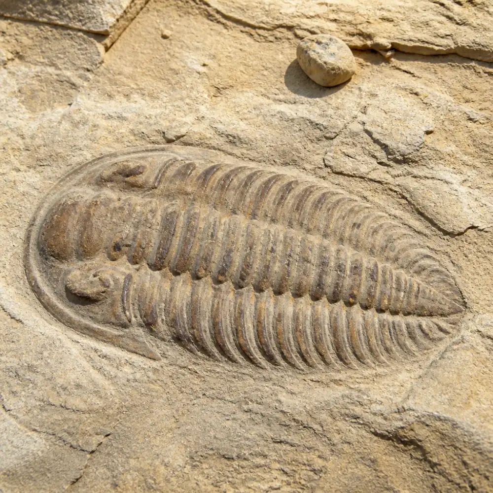 paleontologie pro děti