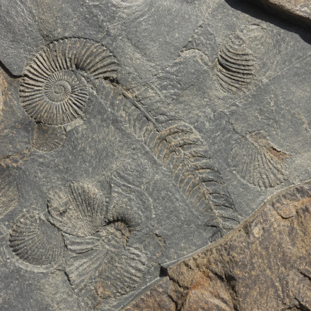 paleontologie organismy