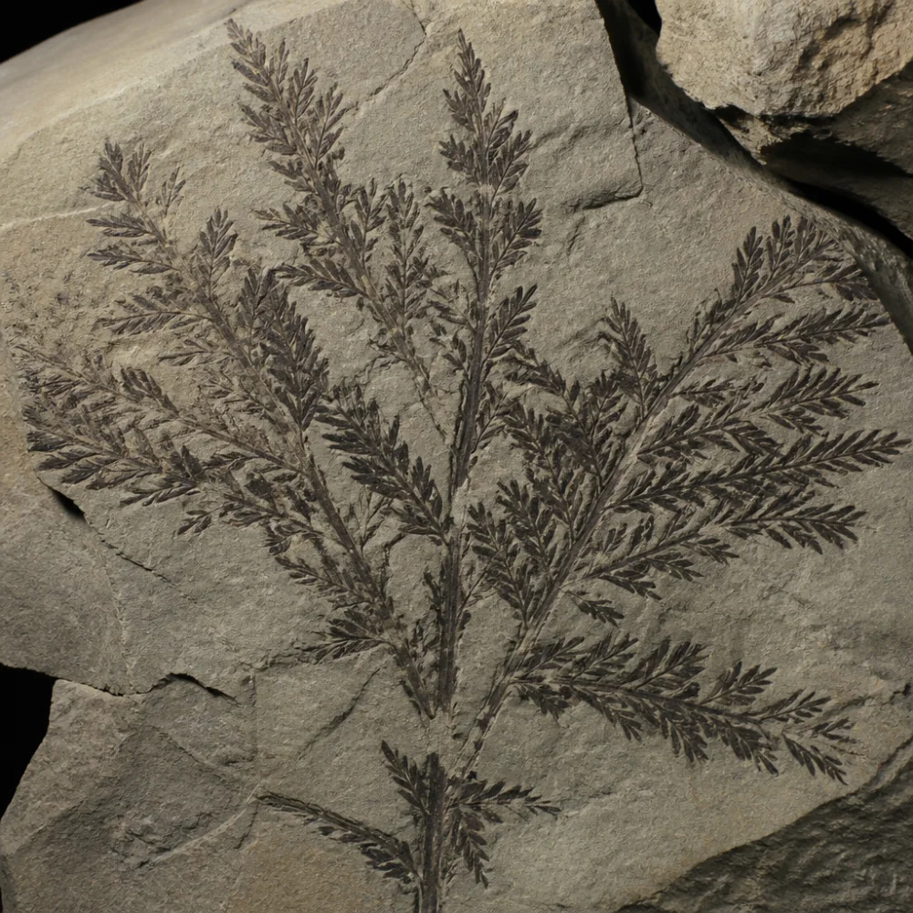 paleontologie organismy