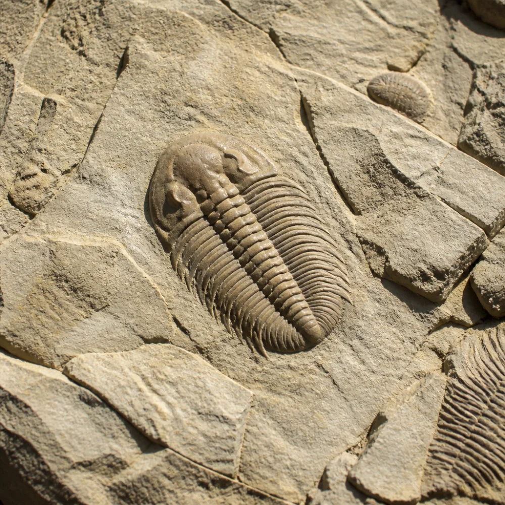 Paleontologie Organismy