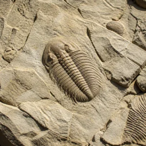 Paleontologie Organismy